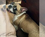 Small French Bulldog