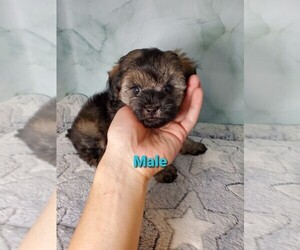 ShihPoo Puppy for sale in HENDERSON, NV, USA