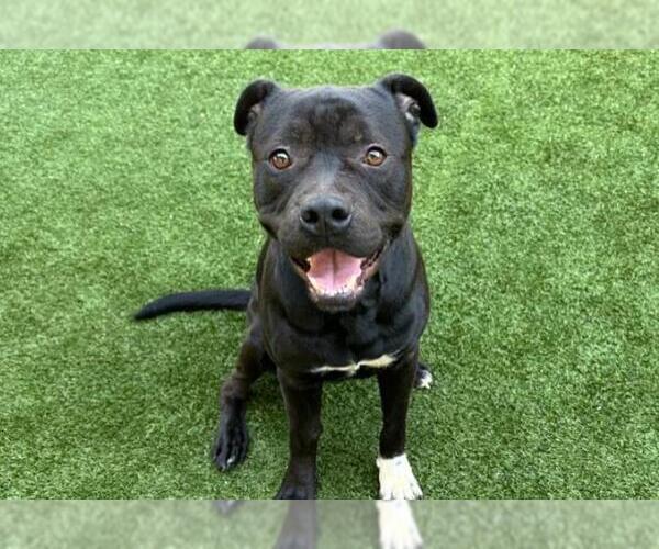 Medium Photo #1 Mutt Puppy For Sale in West Palm Beach, FL, USA