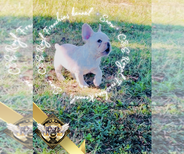 Medium Photo #3 French Bulldog Puppy For Sale in ATHENS, GA, USA