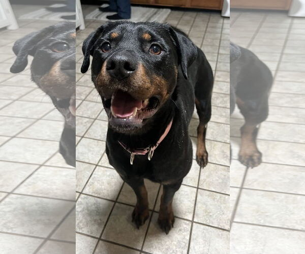 Medium Photo #2 Rottweiler Puppy For Sale in Hillsboro, NH, USA