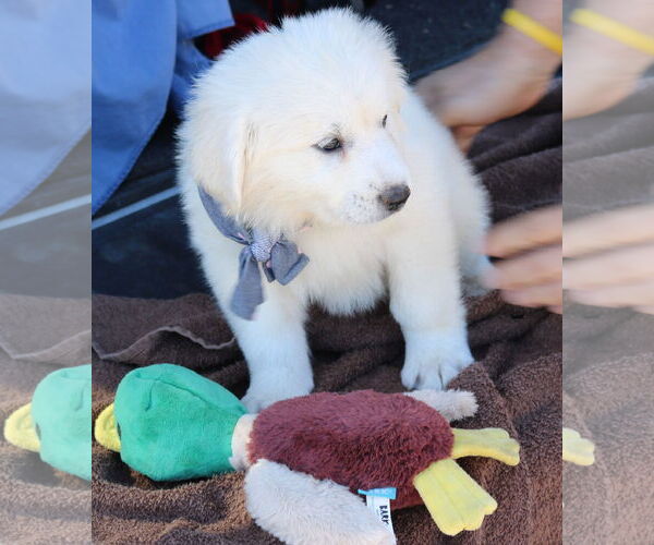 Medium Photo #2 Great Pyrenees-Unknown Mix Puppy For Sale in Bandera, TX, USA