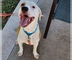 Small #1 American Pit Bull Terrier