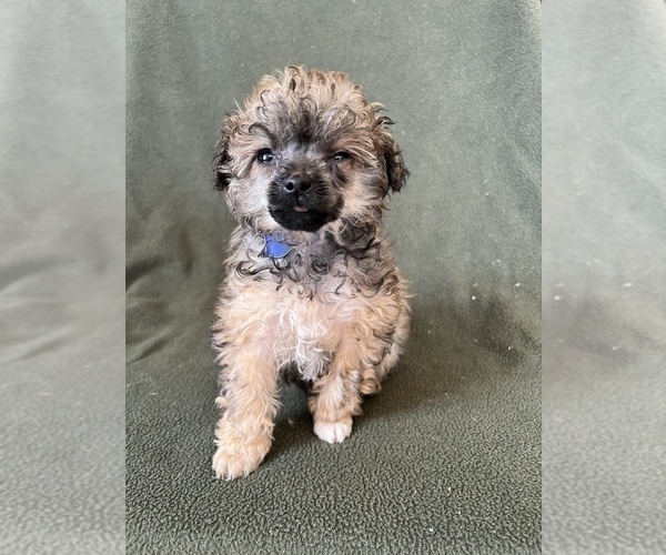 Medium Photo #3 Poodle (Toy) Puppy For Sale in FREDERICK, MD, USA
