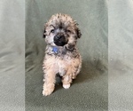 Small Photo #3 Poodle (Toy) Puppy For Sale in FREDERICK, MD, USA