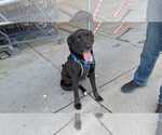 Small #8 Labrador Retriever Mix