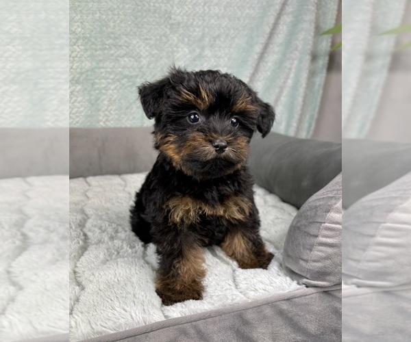 Medium Photo #2 YorkiePoo Puppy For Sale in FRANKLIN, IN, USA