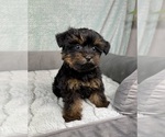 Small #1 YorkiePoo