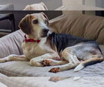 Small #2 Beagle