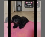 Small #1 Morkie Poo (Toy)