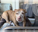 Small #1 American Pit Bull Terrier