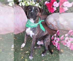 American Pit Bull Terrier Dogs for adoption in Oklahoma City, OK, USA