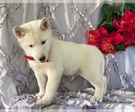 Small Photo #1 Sibercaan Puppy For Sale in LANCASTER, PA, USA
