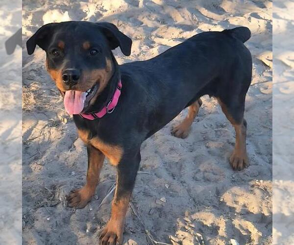 Medium Photo #1 Rottweiler Puppy For Sale in San Antonio, TX, USA
