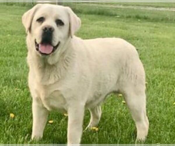 Medium Photo #1 Labrador Retriever Puppy For Sale in CUTLER, OH, USA