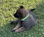 Puppy Puppy 4 Belgian Malinois
