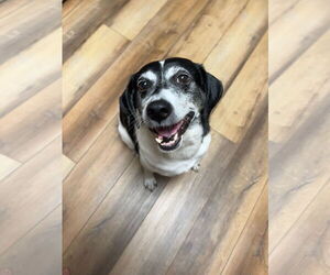Sadie - Female Beagle-Mountain Cur Mix Dog for Adoption - Photo #5