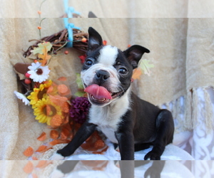 Boston Terrier Puppy for sale in SHILOH, OH, USA