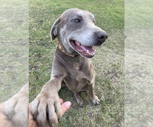 Father of the Labrador Retriever puppies born on 05/26/2025