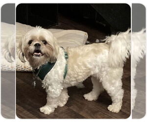 Shih Tzu Dogs for adoption in Silver Spring, MD, USA