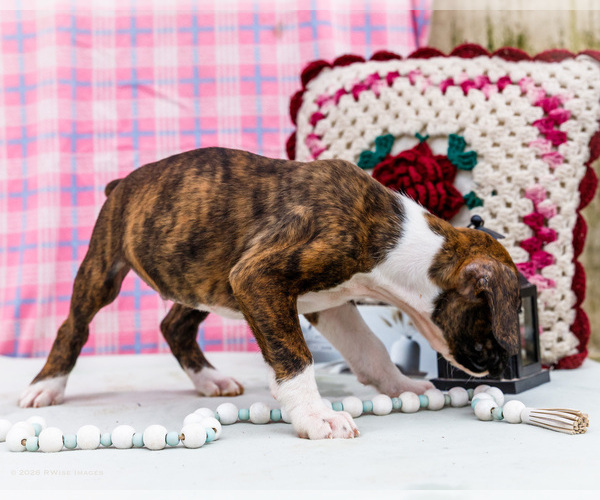Medium Photo #3 Boxer Puppy For Sale in WAKARUSA, IN, USA