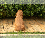 Small #14 Cocker Spaniel