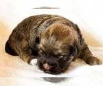Small Photo #2 Havanese Puppy For Sale in ATHENS, GA, USA