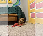 Small #4 Weimaraner Mix