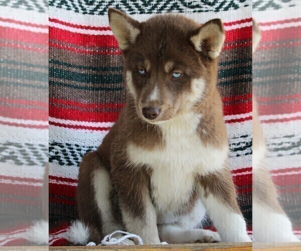 Medium Photo #3 Siberian Husky Puppy For Sale in FREDERICKSBURG, OH, USA