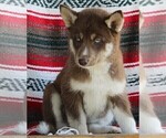 Small Photo #3 Siberian Husky Puppy For Sale in FREDERICKSBURG, OH, USA