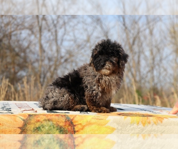 Medium Photo #37 ShihPoo Puppy For Sale in DYERSBURG, TN, USA