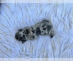Small Photo #54 French Bulldog Puppy For Sale in HAYWARD, CA, USA