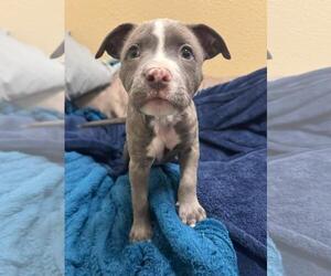 Mutt Dogs for adoption in Rockwall, TX, USA