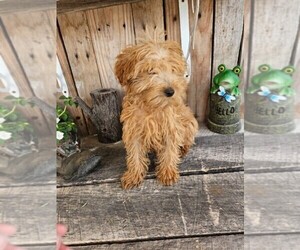 Goldendoodle (Miniature) Puppy for sale in NILES, MI, USA