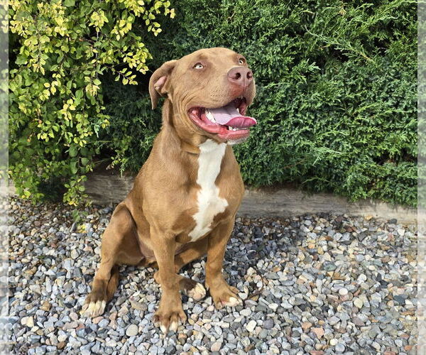 Medium Photo #2 American Staffordshire Terrier-Labrador Retriever Mix Puppy For Sale in Albuquerque, NM, USA