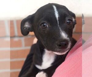 Chihuahua-Unknown Mix Dogs for adoption in Carrollton, TX, USA