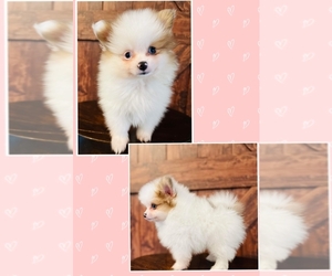 Pomeranian Puppy for sale in TRACY, CA, USA