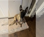 Small #13 Belgian Malinois
