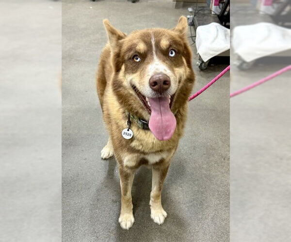 Medium Photo #1 Siberian Husky Puppy For Sale in Forestville, MD, USA