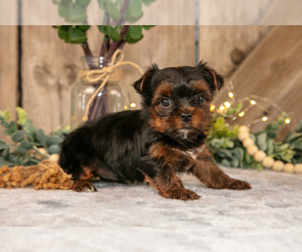 Medium Photo #6 Yorkshire Terrier Puppy For Sale in GREENWICH, OH, USA