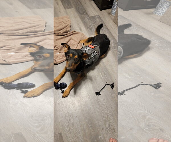 Medium Photo #4 German Shepherd Dog Puppy For Sale in San Bernardino , CA, USA