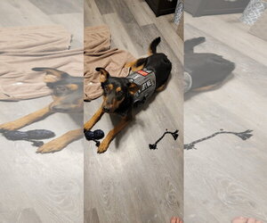 Keary - Female German Shepherd Dog Dog for Adoption - Photo #4