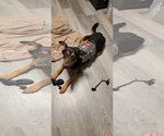 Small #3 German Shepherd Dog