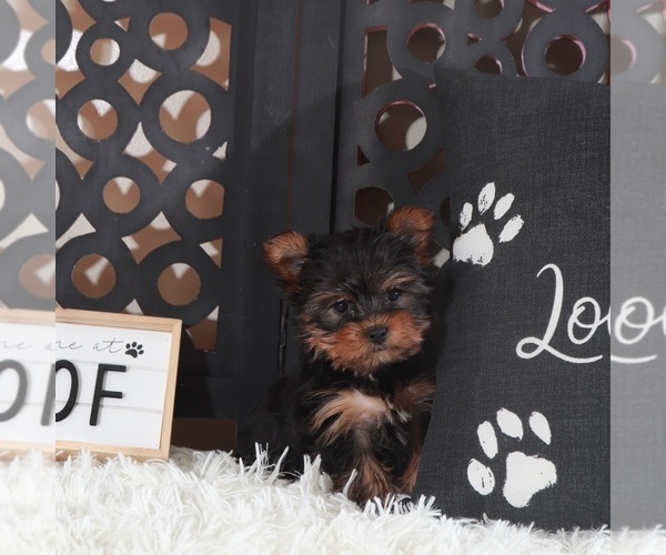 Medium Photo #4 Yorkshire Terrier Puppy For Sale in MOUNT VERNON, OH, USA