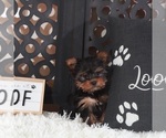 Small #3 Yorkshire Terrier