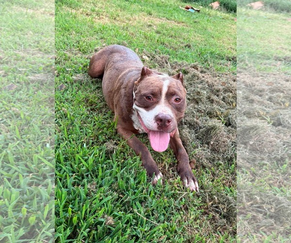 Medium Photo #2 American Pit Bull Terrier-Unknown Mix Puppy For Sale in Germantown, OH, USA