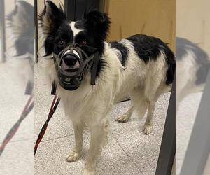 Border Collie Dogs for adoption in Modesto, CA, USA