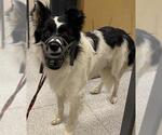 Small Border Collie