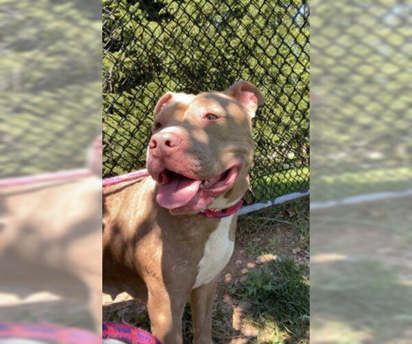 Medium Photo #2 American Pit Bull Terrier Puppy For Sale in Derwood, MD, USA