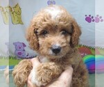 Small #2 Cavapoo